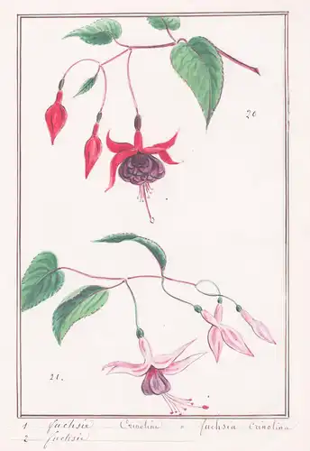 Fuchsie Crinoline = Fuchsia Crinolina - Botanik botany / Blume flower / Pflanze plant