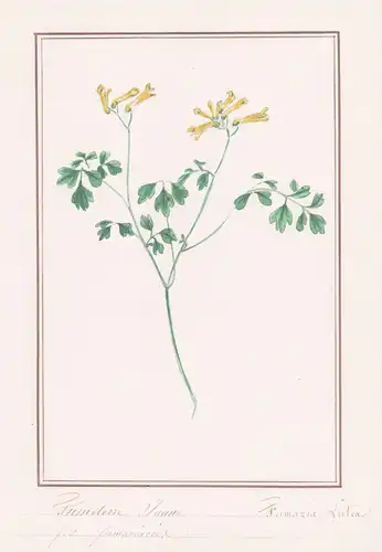 Fumeterre Jaune = Fumaria Lutea - Gelber Lerchensporn yellow corydalis / Botanik botany / Blume flower / Pflan
