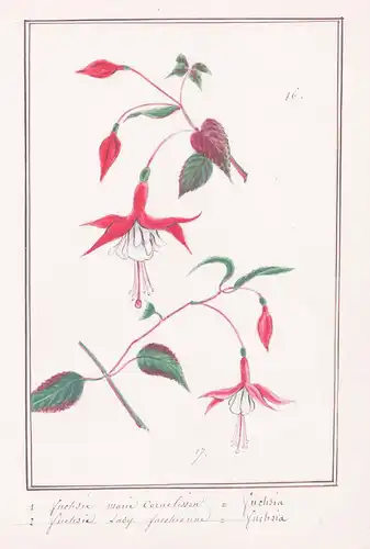 Fuchsie Mme Cornelissen = Fuchsia - Botanik botany / Blume flower / Pflanze plant