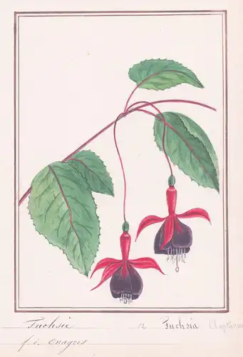 Fuchsie = Fuchsia - Fuchsie / Botanik botany / Blume flower / Pflanze plant