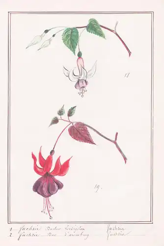 Fuchsie Docteur Leodigston = Fuchsia - Botanik botany / Blume flower / Pflanze plant