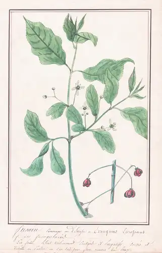 Fusain Commun = Euonymus Luropoeus - Spindelstrauch Pfaffenhütchen / Botanik botany / Blume flower / Pflanze p