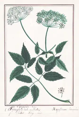 Hodagre - Algopodium Lodagrazia - Botanik botany / Blume flower / Pflanze plant