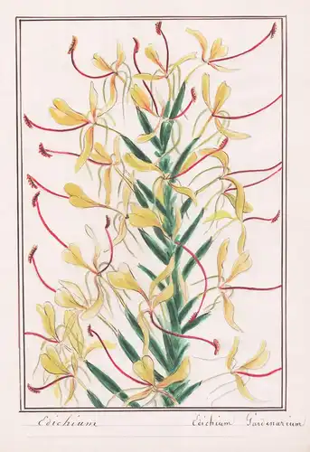 Hedychium - Hedychium gardnerianum - Schmetterlingsingwer / Botanik botany / Blume flower / Pflanze plant