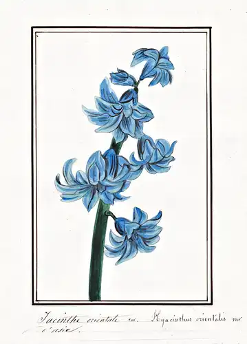 Jacinthe orientale = Hyacinthus orientalis - Hyacinthe hyacinth / Botanik botany / Blume flower / Pflanze plan