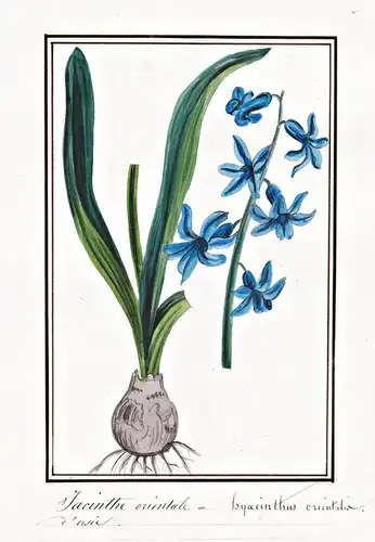 Jacinthe orientale = Hyacinthus orientalis - Hyacinthe hyacinth / Botanik botany / Blume flower / Pflanze plan