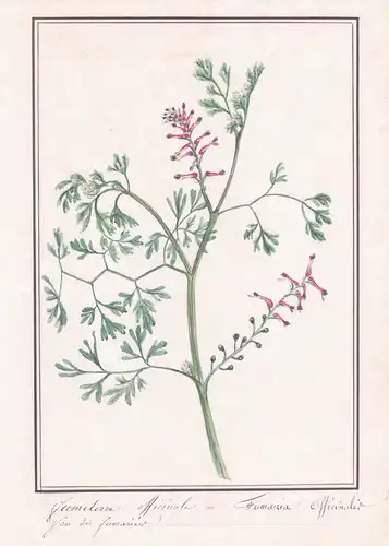 Fumeterre Officinale = Fumaria Officinalis - Gewöhnlicher Erdrauch common fumitory / Botanik botany / Blume fl