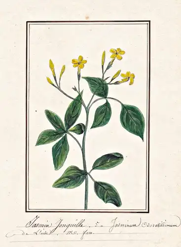 Jasmin Jonquille = Jasminum odoratissimum - Jasmin jasmine / Botanik botany / Blume flower / Pflanze plant