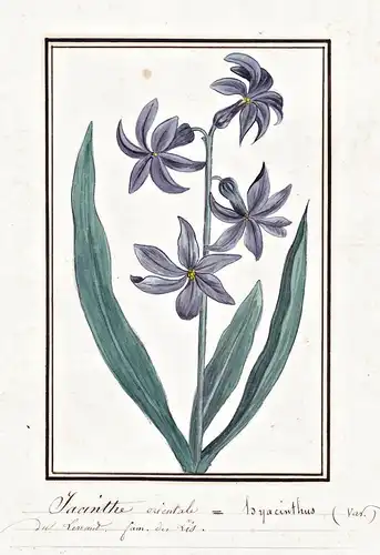 Jacinthe orientale = Hyacinthus - Hyacinthe hyacinth / Botanik botany / Blume flower / Pflanze plant