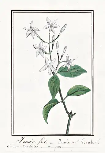 Jasmin grile = Jasminum Gracile - Jasmin jasmine / Botanik botany / Blume flower / Pflanze plant