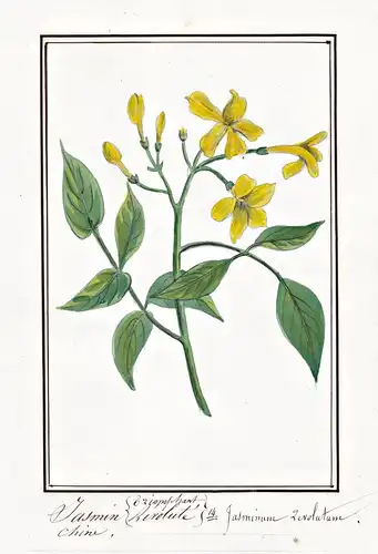 Jasmin revolute = Jasminum revolutum - Jasmin jasmine / Botanik botany / Blume flower / Pflanze plant