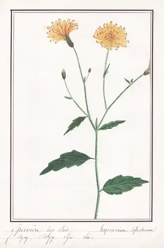 Eperviere des bois - Hyezacium sylvaticum - Hieracium sylvaticum Botanik botany / Blume flower / Pflanze plant
