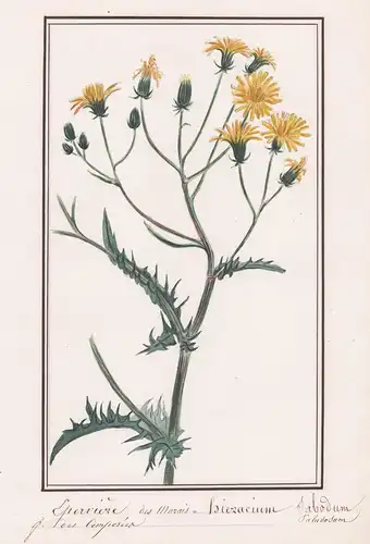 Eperviere des marais - Hieracium sabodum - sabaudum Habichtskraut / Botanik botany / Blume flower / Pflanze pl