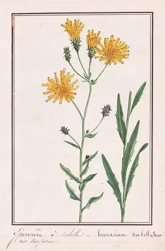 Eperviere a ombelle - Hieracium umbellatum - Habichtskraut / Botanik botany / Blume flower / Pflanze plant