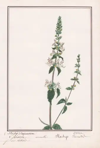 Epiaire mannuelle Stachys - Stachys annua sideritis  - Ziest / Botanik botany / Blume flower / Pflanze plant