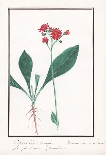 Eperviere orangee - Hieracium aurantiacum - Habichtskraut / Botanik botany / Blume flower / Pflanze plant