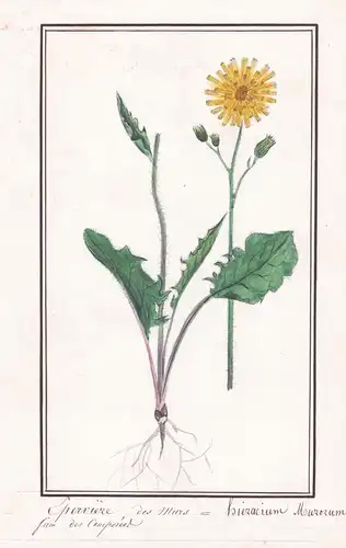 Eperviere des murs = Hieracium murorum - Habichtskraut / Botanik botany / Blume flower / Pflanze plant