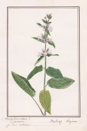 Epiaire Stachys des alpes - Stachys alpina - Ziest / Botanik botany / Blume flower / Pflanze plant