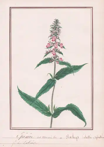 Epiaire Stachys des marais var. = Stachys palustris-sylvatica - Ziest / Botanik botany / Blume flower / Pflanz
