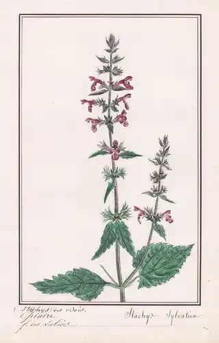 Epiaire Stachys des bois = Stachys sylvatica - Ziest / Botanik botany / Blume flower / Pflanze plant