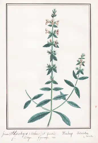Epiaire Stachys velue et fouellee - Stachys sideritis hirsuta - Ziest / Botanik botany / Blume flower / Pflanz