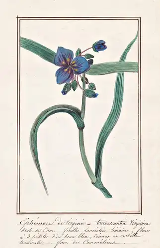 Ephemere de Virginie = Tradescantia Virginica - Dreimasterblume Gottesaugen inchplant dayflower (Tradescantia