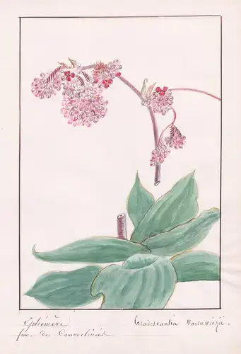 Ephemere - Tradescantia warsuwiezu - Botanik botany / Blume flower / Pflanze plant
