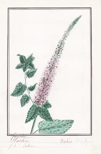 Eperviere Stachis - Stachis densiflora - Stachys densiflora Ziest / Botanik botany / Blume flower / Pflanze pl