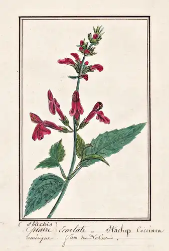Epiaire Ecarlate = Stachys Coccinea - Ziest hedgenettle woundwort / Botanik botany / Blume flower / Pflanze pl