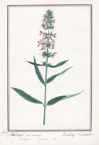 Epiaire Stachys des marais = Stachys palustris - Ziest / Botanik botany / Blume flower / Pflanze plant