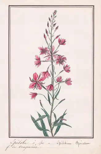 Epilobe a epi = Epilobium spicatum - Weidenröschen / Botanik botany / Blume flower / Pflanze plant