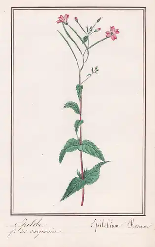 Epilobe - Epilobium roseum - Weidenröschen / Botanik botany / Blume flower / Pflanze plant