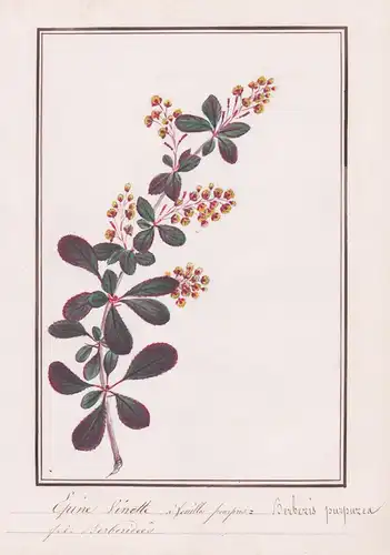 Epine vinette a feuilles pourpres = Berberis purpurea - Botanik botany / Blume flower / Pflanze plant
