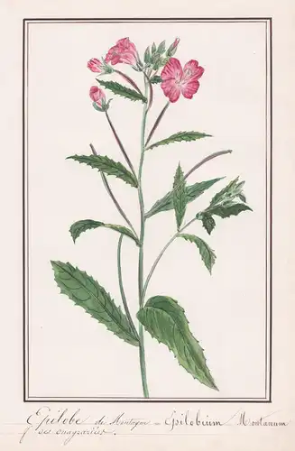 Epilobe de moutaque - Epilobium montanum - Weidenröschen / Botanik botany / Blume flower / Pflanze plant