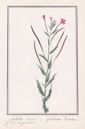Epilobe herisse = Epilobium hirsutum - Weidenröschen / Botanik botany / Blume flower / Pflanze plant