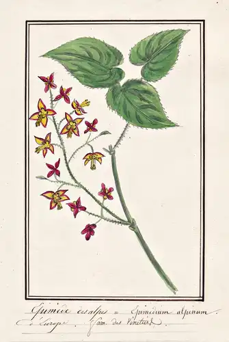 Epimede dasalpes = Epimedium alpinum - Alpen-Elfenblume Alpine elf flower / Botanik botany / Blume flower / Pf