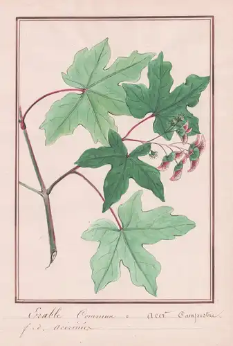 Erable commun = acer campestre - Feldahorn Ahorn / Botanik botany / Blume flower / Pflanze plant