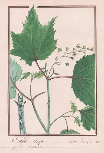 Erable jaspe - acer tensylvanicum - Ahorn / Botanik botany / Blume flower / Pflanze plant