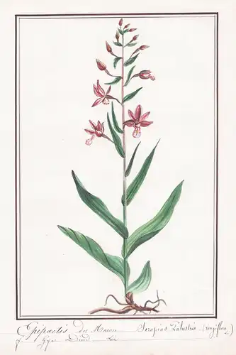 Epipactis des marais - Serapias palustris longiflora - Stendelwurz Botanik botany / Blume flower / Pflanze pla