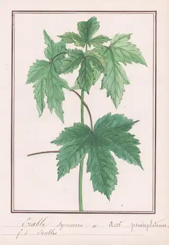 Erable sycomore = Acer pseudoplatanus - Berg-Ahorn / Botanik botany / Blume flower / Pflanze plant