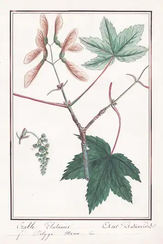 Erable platanier - acer platanoides - Spitzahorn Ahorn / Botanik botany / Blume flower / Pflanze plant
