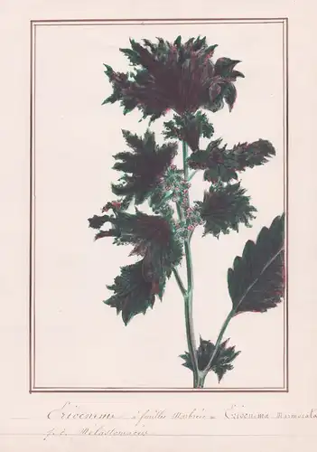 Eriocneme a feuilles marbrees = Eriocnema marmorata - Botanik botany / Blume flower / Pflanze plant