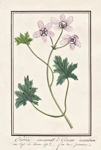 Erodie incarnat = Erodium incarnatum - Storchschnabel Geranie geranium cranesbill / Botanik botany / Blume flo