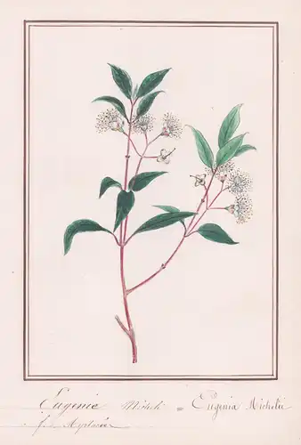 Eugenie micheli - Eugenia Michelin - Kirschmyrte / Botanik botany / Blume flower / Pflanze plant
