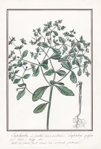 Euphorbe a feuilles - Euphorbia peplus - Botanik botany / Blume flower / Pflanze plant