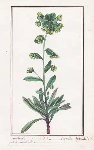 Euphorbe des bois = Euphorbia sylvatica - Wolfsmilch / Botanik botany / Blume flower / Pflanze plant