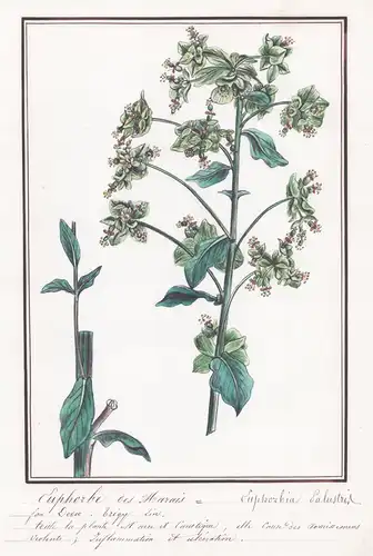 Euphorbe des marais = Euphorbia palustris - Wolfsmilch / Botanik botany / Blume flower / Pflanze plant