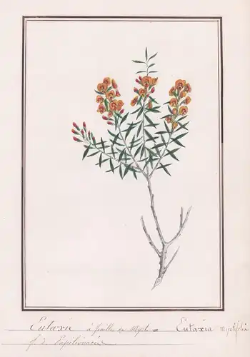Eutaxie a feuilles de myrte - Eutaxia myrtifolia - Botanik botany / Blume flower / Pflanze plant