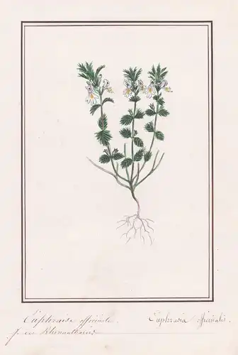 Euphraise officinale - Euphrasia officinalis - Augentrost / Botanik botany / Blume flower / Pflanze plant