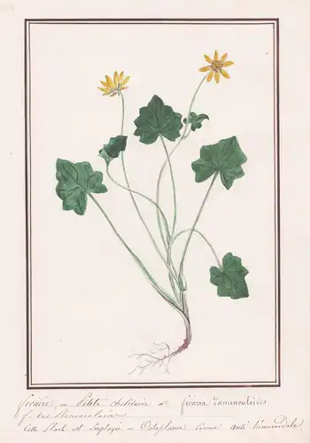 Ficaire ou petite chelidoine = Ficaria ranunculoides - Ackerbohne / Botanik botany / Blume flower / Pflanze pl